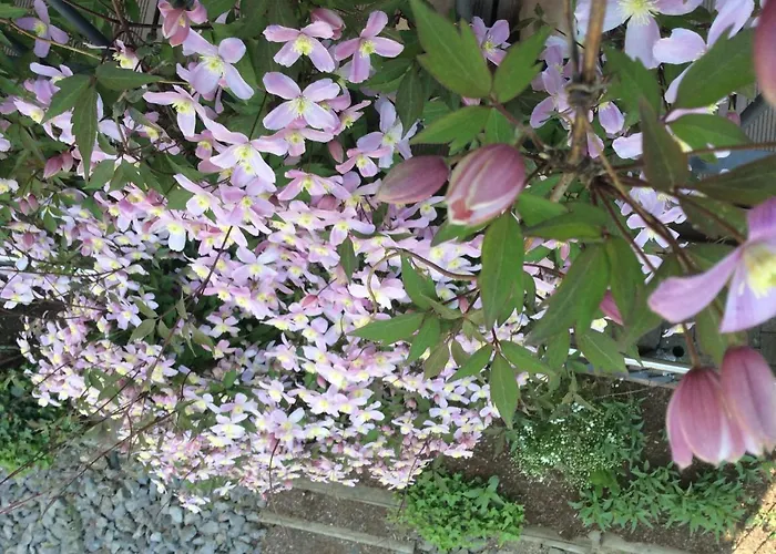 Lägenhet Zum Harpelstein *