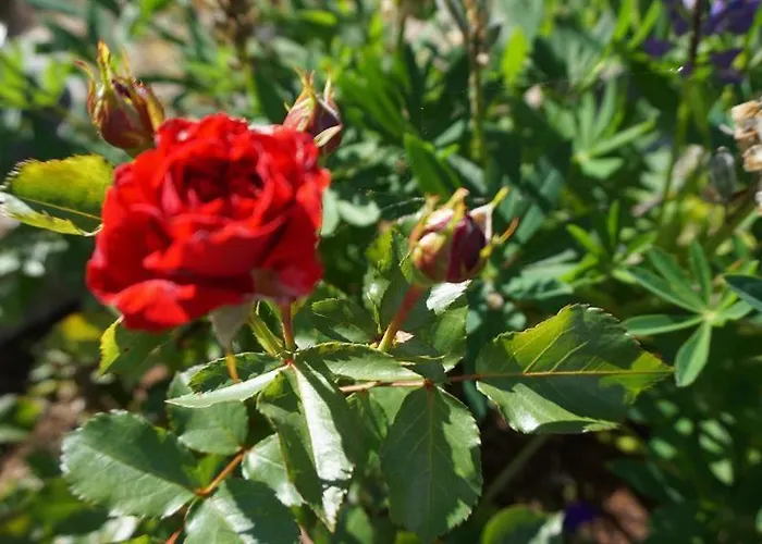 Zum Harpelstein Lägenhet *